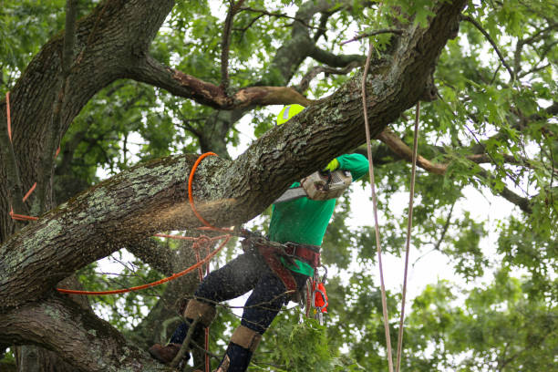 Best Hazardous Tree Removal  in Blawnox, PA