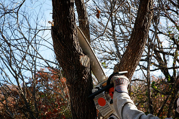 Best Arborist Consultation Services  in Blawnox, PA