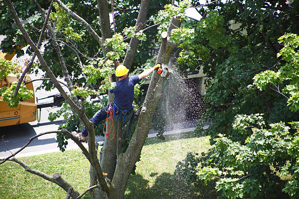 Best Tree Preservation Services  in Blawnox, PA