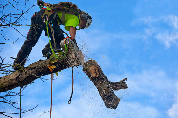 Best Lawn Dethatching  in Blawnox, PA